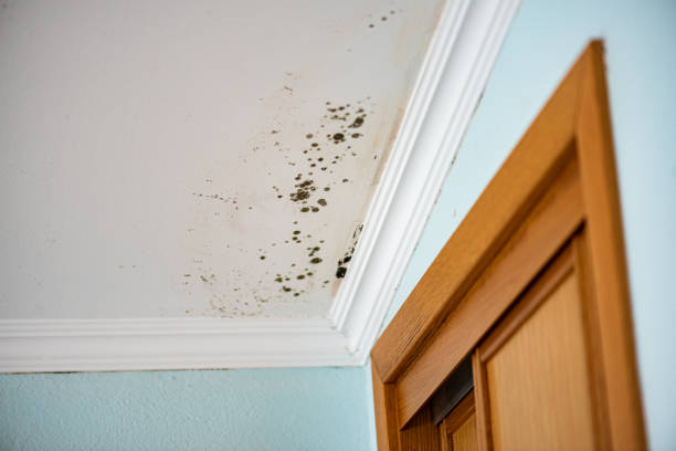 Best Mold Remediation  in Madill, OK