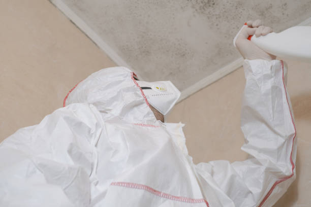 Professional Mold Removal in Madill, OK