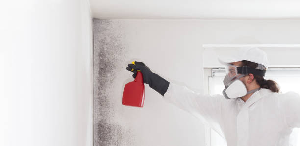 Office Mold Removal Services in Madill, OK