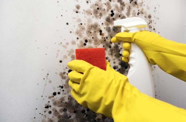 Best Best Mold Removal Companies  in Madill, OK