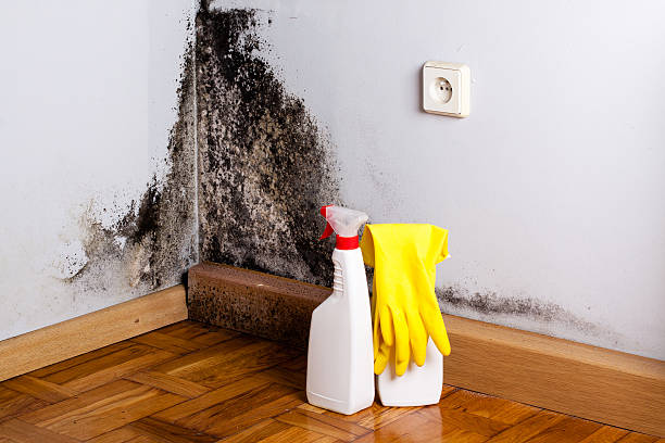 Best Affordable Mold Removal  in Madill, OK