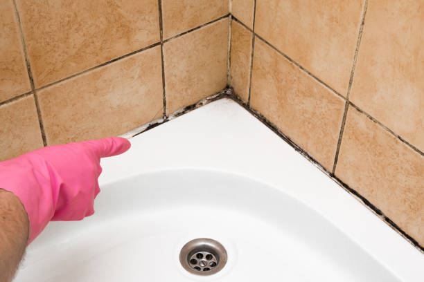 Best Certified Mold Removal  in Madill, OK